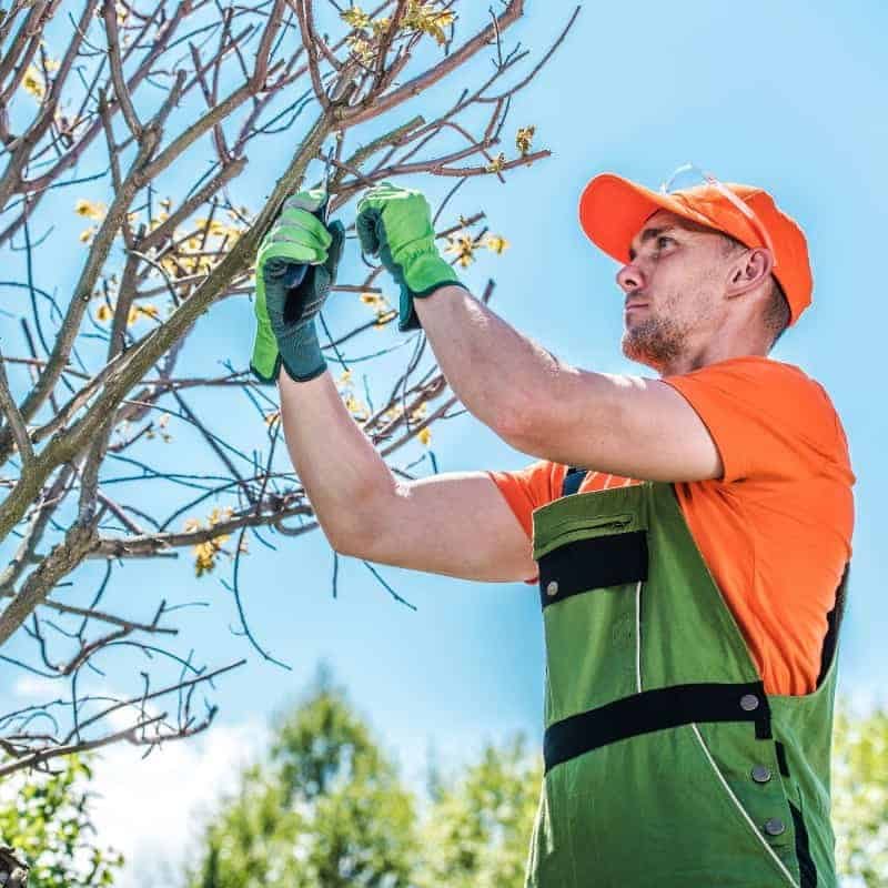 picto jardinage agedor 4.jpg